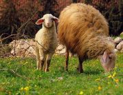 Israeli sheep