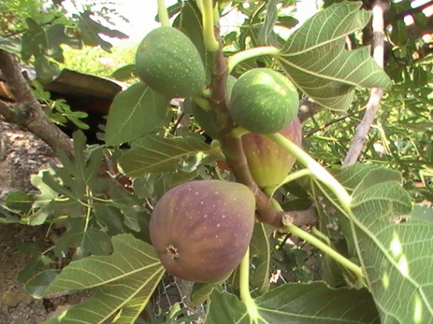 Figs Crna_petrovača_Kričke