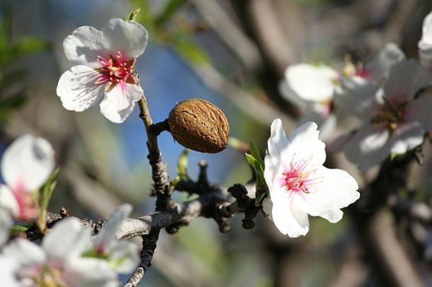 Almond tree blossoms