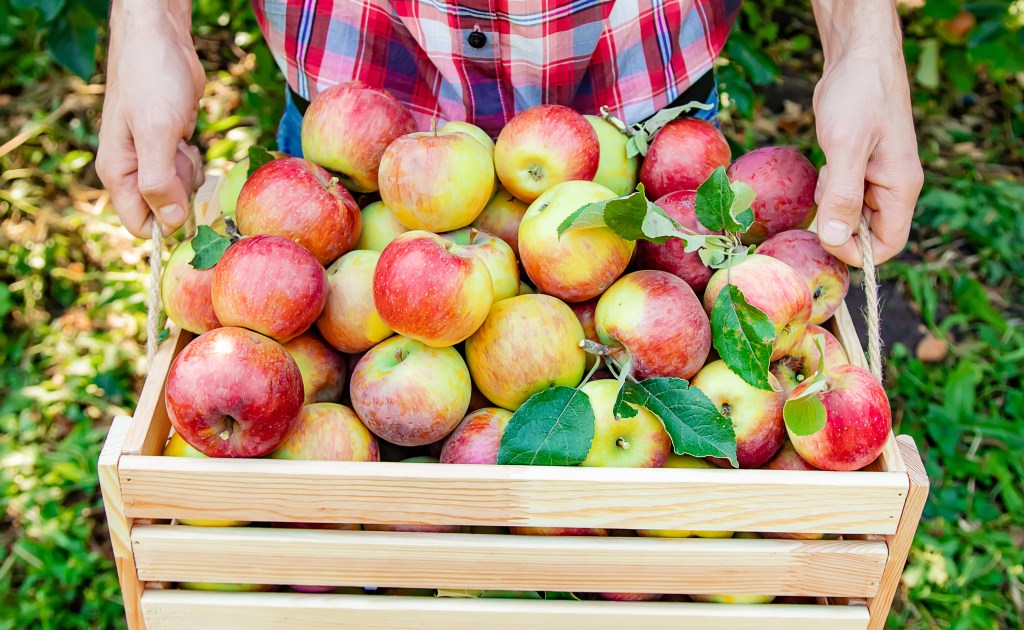 Apple picking crate filled with apples